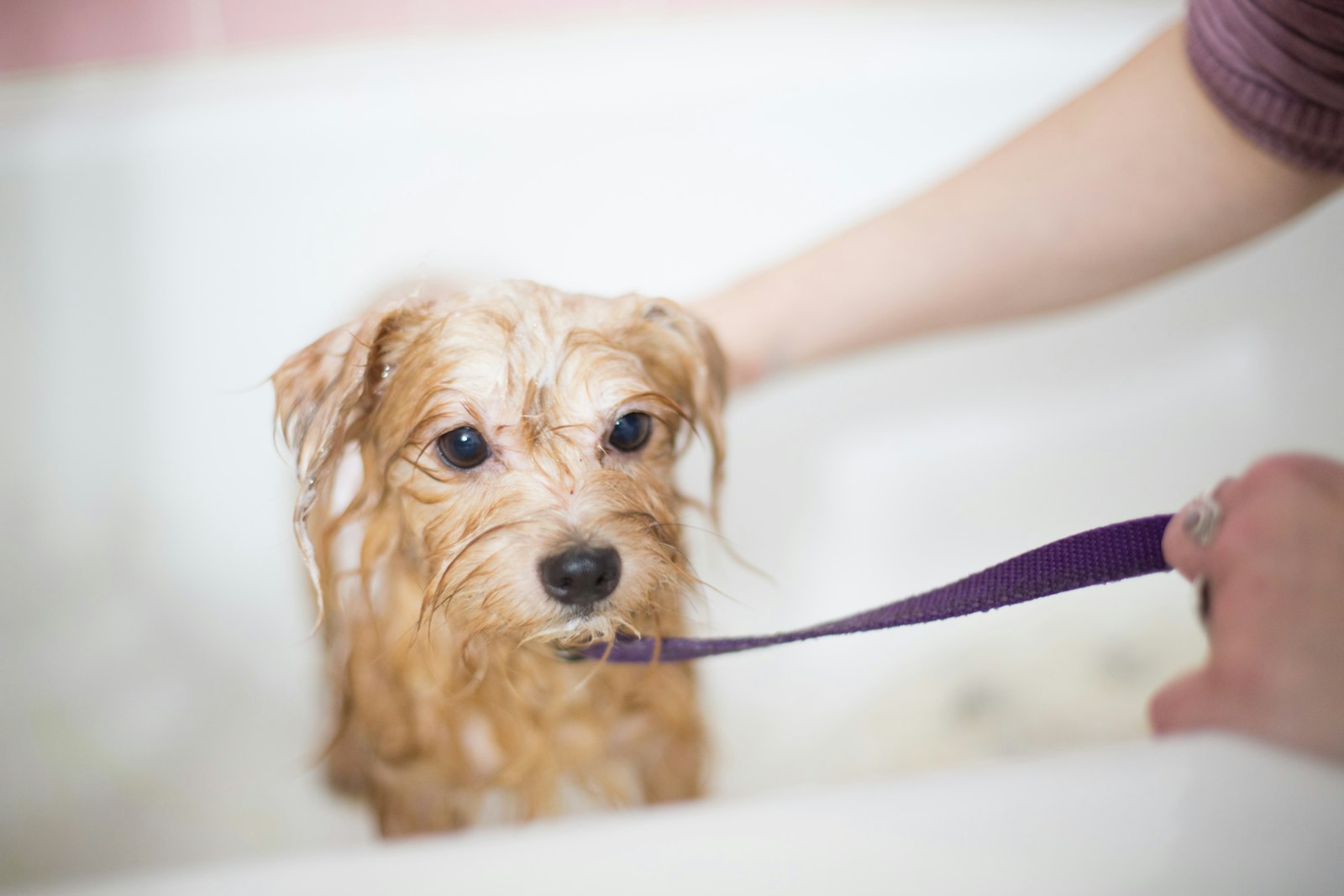 Dog Grooming San Francisco: How to Choose the Right Groomer for Your Dog